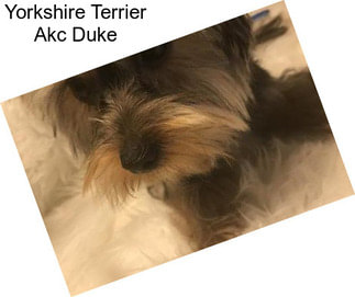 Yorkshire Terrier Akc Duke