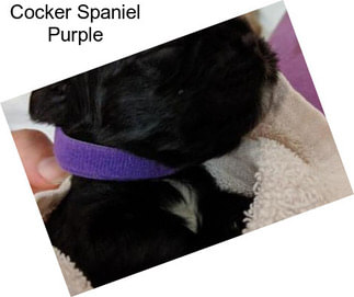 Cocker Spaniel Purple