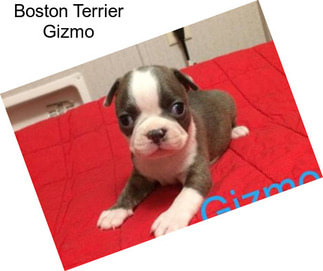 Boston Terrier Gizmo