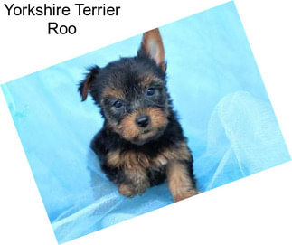 Yorkshire Terrier Roo