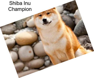 Shiba Inu Champion