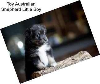 Toy Australian Shepherd Little Boy