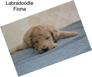 Labradoodle Fiona