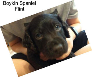 Boykin Spaniel Flint