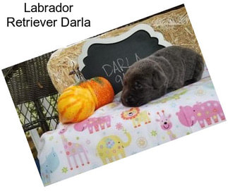 Labrador Retriever Darla