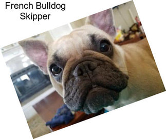 French Bulldog Skipper