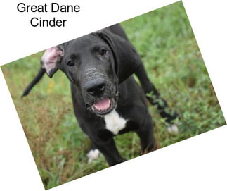 Great Dane Cinder