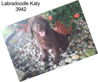 Labradoodle Katy 3942