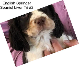 English Springer Spaniel Liver Tri #2