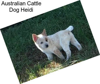 Australian Cattle Dog Heidi