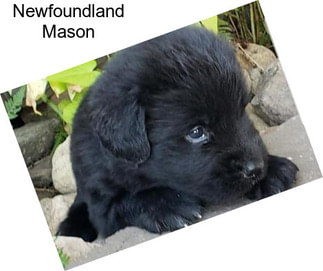 Newfoundland Mason