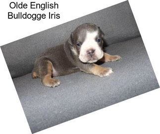 Olde English Bulldogge Iris