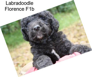 Labradoodle Florence F1b