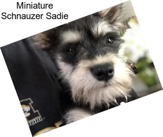 Miniature Schnauzer Sadie