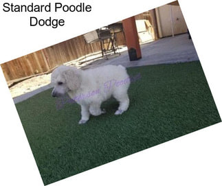 Standard Poodle Dodge