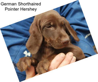 German Shorthaired Pointer Hershey