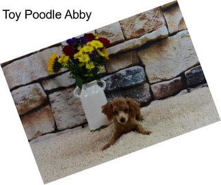 Toy Poodle Abby