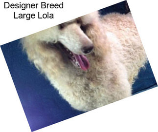 Designer Breed Large Lola