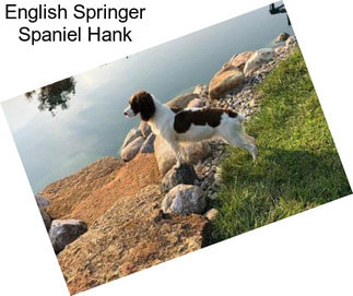 English Springer Spaniel Hank