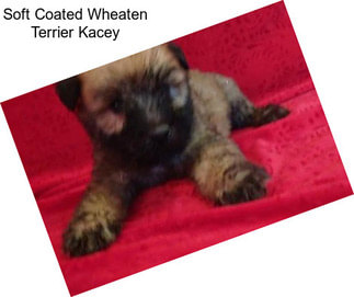 Soft Coated Wheaten Terrier Kacey