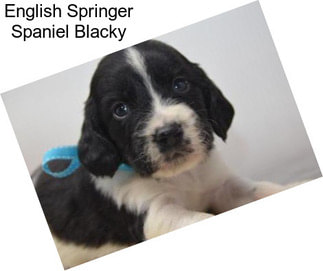 English Springer Spaniel Blacky