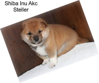 Shiba Inu Akc Steller