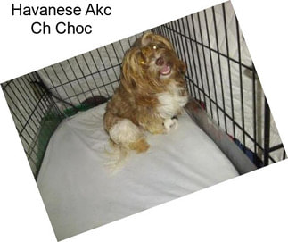 Havanese Akc Ch Choc