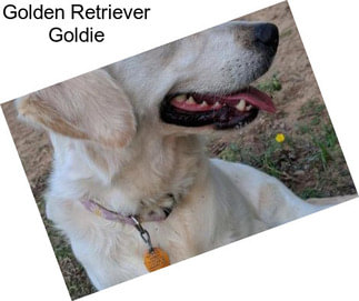 Golden Retriever Goldie