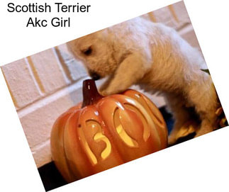 Scottish Terrier Akc Girl