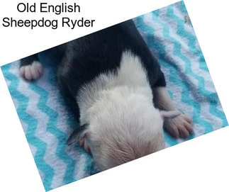 Old English Sheepdog Ryder