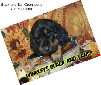 Black and Tan Coonhound Old Fashion4