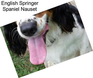 English Springer Spaniel Nauset