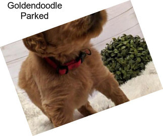 Goldendoodle Parked