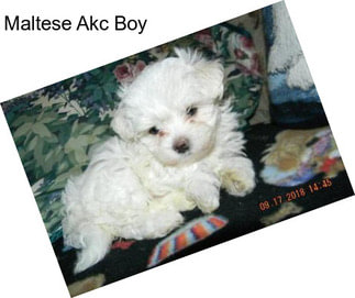 Maltese Akc Boy