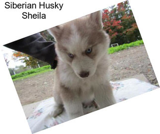 Siberian Husky Sheila