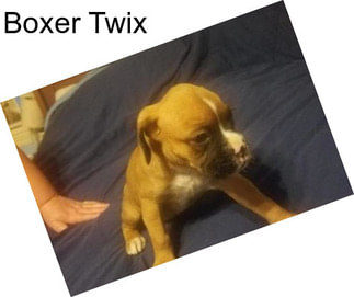 Boxer Twix