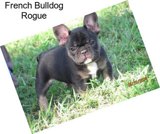 French Bulldog Rogue