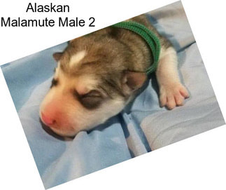 Alaskan Malamute Male 2