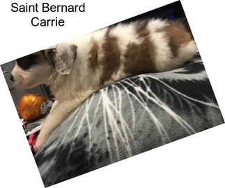 Saint Bernard Carrie