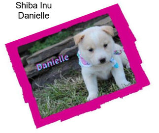 Shiba Inu Danielle