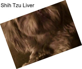 Shih Tzu Liver