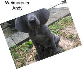 Weimaraner Andy