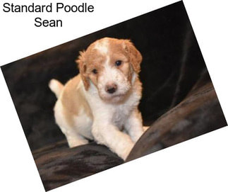 Standard Poodle Sean
