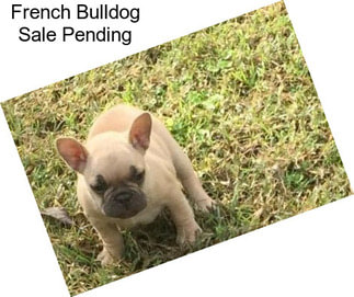 French Bulldog Sale Pending