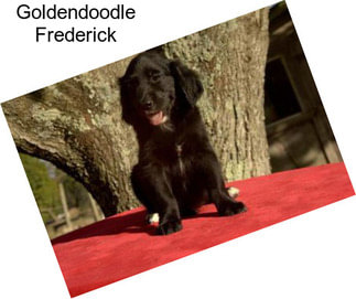 Goldendoodle Frederick