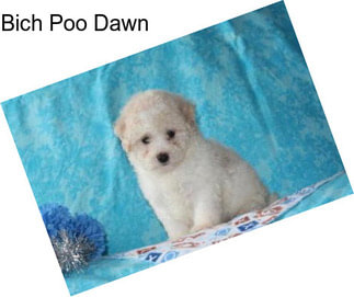 Bich Poo Dawn