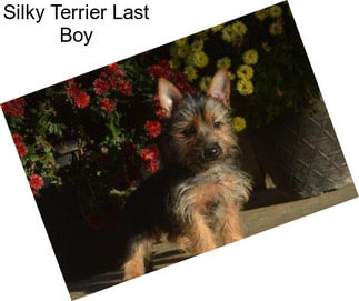 Silky Terrier Last Boy