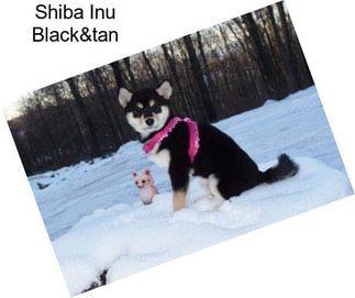 Shiba Inu Black&tan