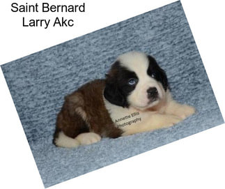 Saint Bernard Larry Akc