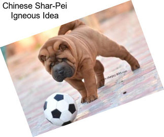 Chinese Shar-Pei Igneous Idea